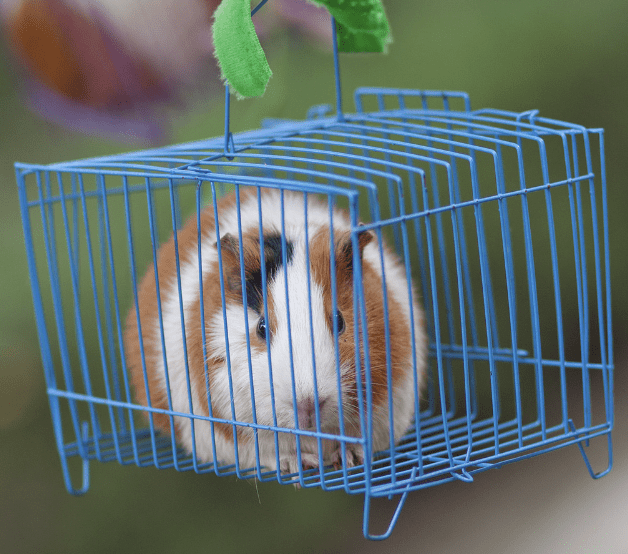 10.5 square feet guinea pig cage
