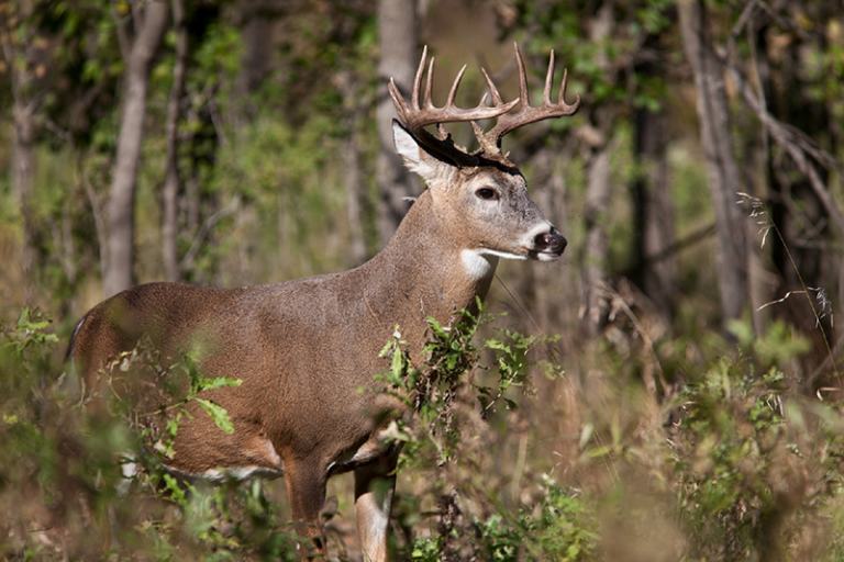 Exotic Animals To Hunt In Texas