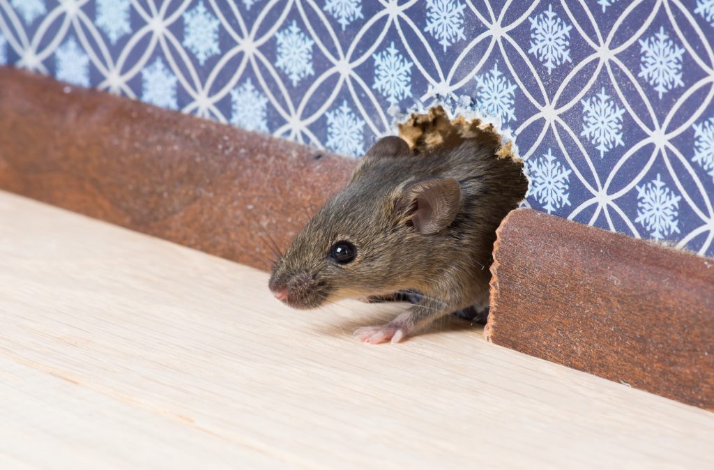 How to Get Rid of Mice in Your House: A Simple Guide - ArticleCity.com